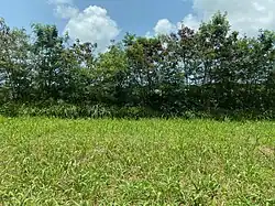A field in Diamonds