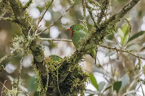 female on same nest with male