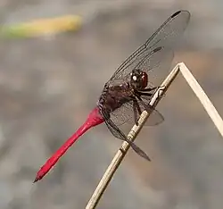Male side view