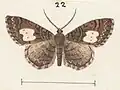 Adult male