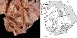 Photo and drawing of the underside of a skull