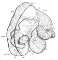 Drawing of right side of veliger.
