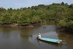 Mangroves in Sepaku