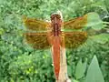 Male flame skimmer