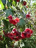 Downy chance with fleshy red calyces