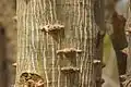 Trunk detail