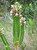 Hyptis cruciformis