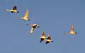Flock of adult and young whistling swans