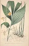 Orchid 2 from Carl Ludwig Blume Flora Javae et insularum adjacentium, 1858, by A.J. Wendel