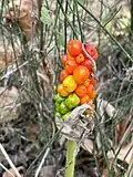 Maturing fruit
