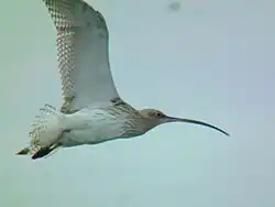 curlew