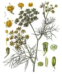 In Köhler's Medicinal Plants (1887)