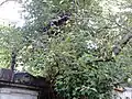 Bole-shoots of 'Concavaefolia', Warriston Cemetery, Edinburgh