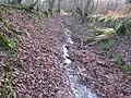 Wakehurst and Chiddingly Woods
