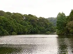 The river, in the heart of the forest