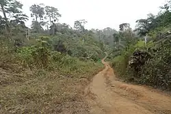 Forest Reserve, Lake Barombi