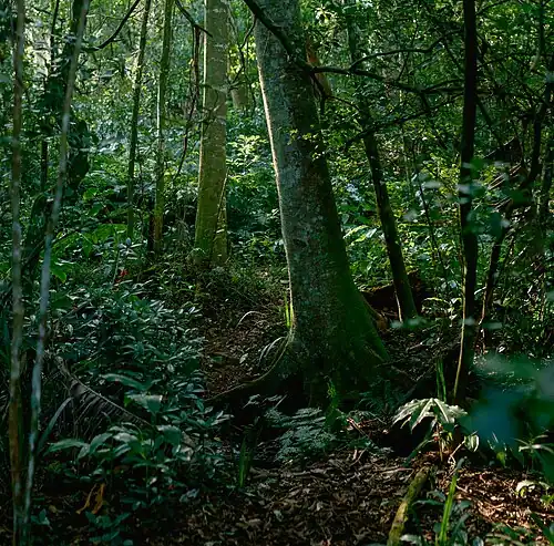A forest patch