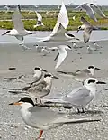 ID composite