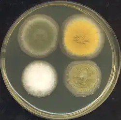 Four Aspergillus colonies grown at 37&nbsp;°C (99&nbsp;°F) for three days on rich media. The bottom two are A. oryzae strains.