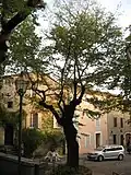 Elm in centre of Fox-Amphoux