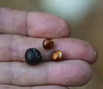 Berry and seeds