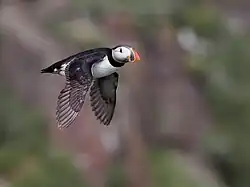 In flight