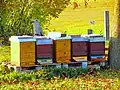 ... fauna, local domesticated bees ...