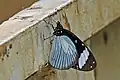 Friar, genus Amauris