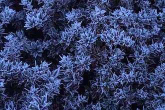 Frost on plant leaves in the Himalayas