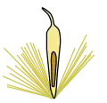Cross section of an achene with the seed shown in brown