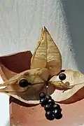 Fruits