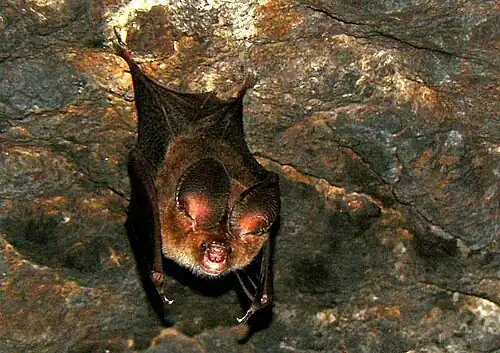 Brown bat