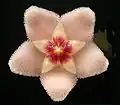 Flower, which looks like a furry starfish