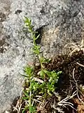 Habit