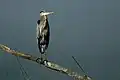 Great blue heron