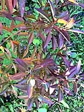 In cooler climates, leaves may turn red in winter