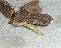 P. virescens hatching
