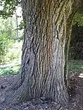 Elm labelled Ulmus procera, Royal Botanic Gardens Melbourne, with bark not typical of the UK English elm clone (2010)