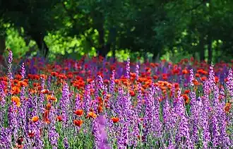 Gardens in Senjan