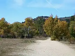 Lupine Loop