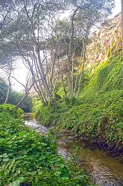 Garrapata Creek