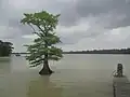 A dock on Lake Providence