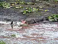 Just one of the many American alligators.