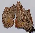 Gazelle upper jaw from Misliya Cave (early Middle Paleolithic)