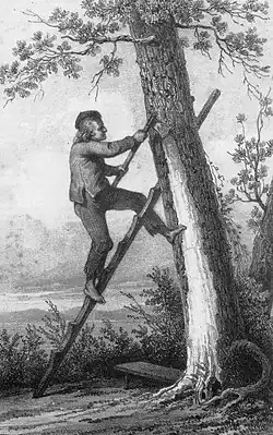 Man on a ladder stripping bark from a tree