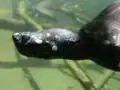Geoclemys hamiltonii (spotted pond turtle)