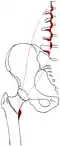 Origin and attachment of the M. psoas major.