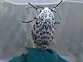 Closeup of newly eclosed moth