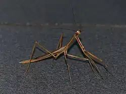 Species specimen