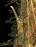 Z. terminalis (Borneo)